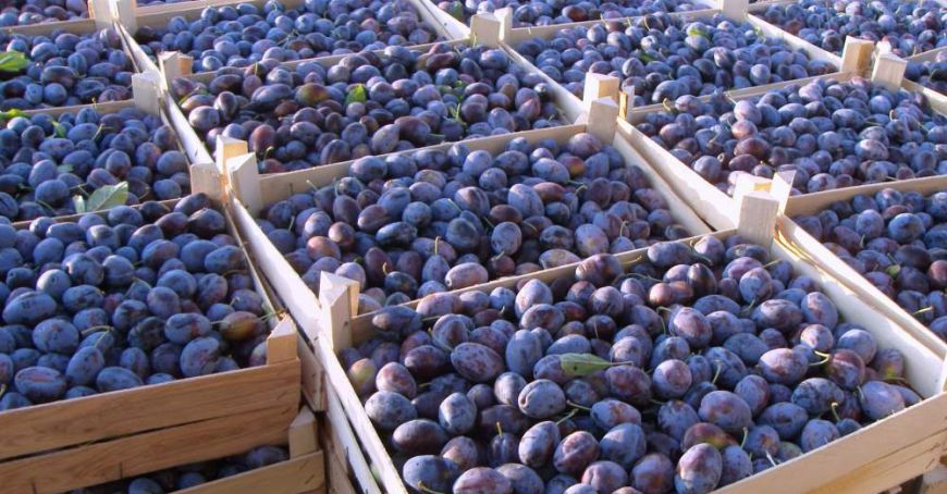 Fructele din Moldova, tot mai apreciate în ţările UE