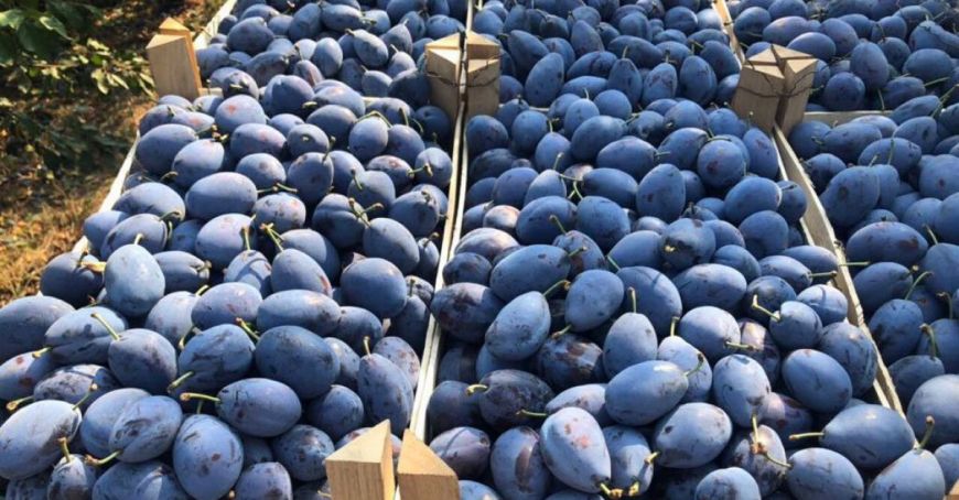 Producătorii din Moldova vor putea exporta în UE mai multe fructe, fără taxe vamale