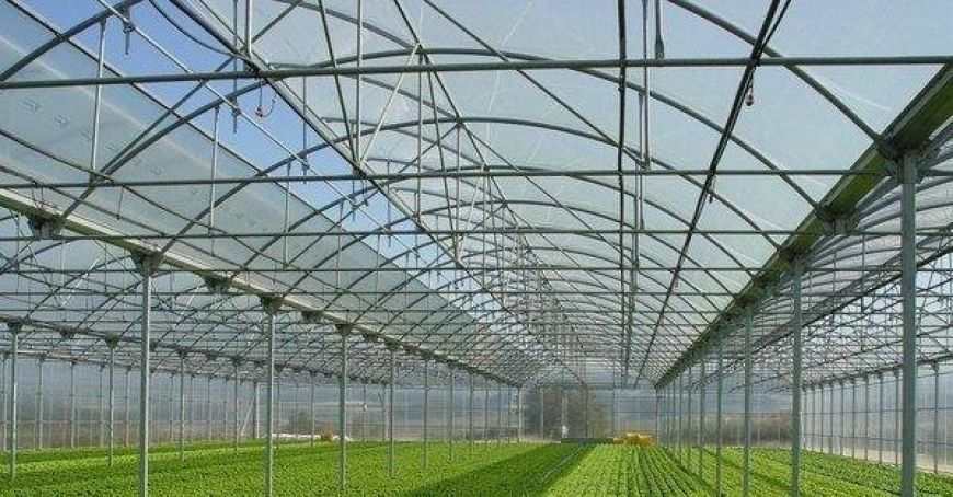 Legume proaspete, crescute în sere chiar pe teritoriul şcolii, şi îngrijite de către elevi unui gimnaziu din Dubăsari