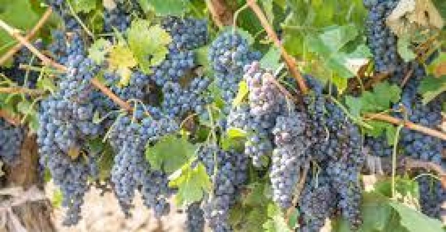 Pandemia de COVID-19 afectează sectorul vitivinicol
