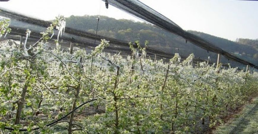 Îngheţuri în nordul ţării: Culturile agricole riscă să fie compromise