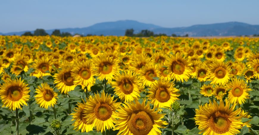 Agricultorii înregistrează pierderi din cauza secetei