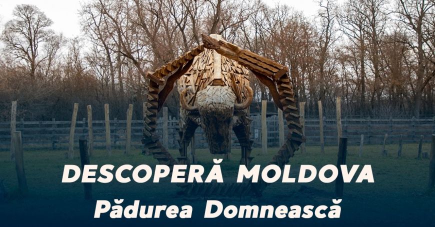 Descoperă rezervaţia naturală Pădurea Domnească