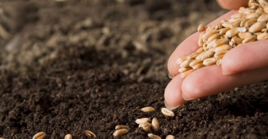 Fermierii din Moldova, încurajaţi să producă material semincer certificat eco