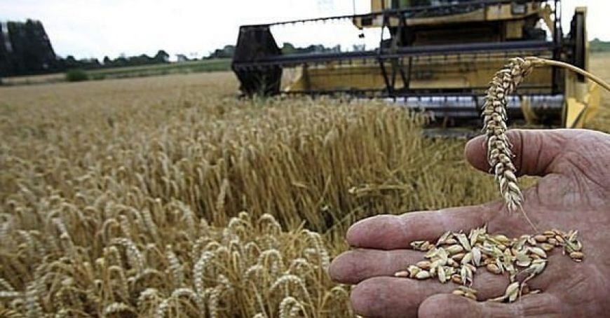 BNS: Sectorul producţiei agricole a fost cel mai afectat în anul 2020