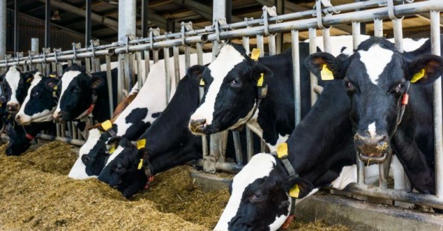 Un bărbat din Cărpineni a înfiinţat o fermă de vaci din banii agonisiţi peste hotare