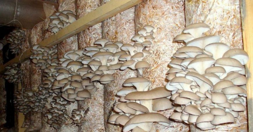 Un antreprenor cultivă ciuperci într-o mină de calcar (VIDEO)