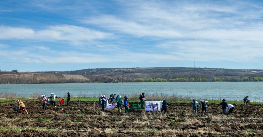 Refugiaţii ucraineni au sădit puieţi la Costeşti, Ialoveni /VIDEO/