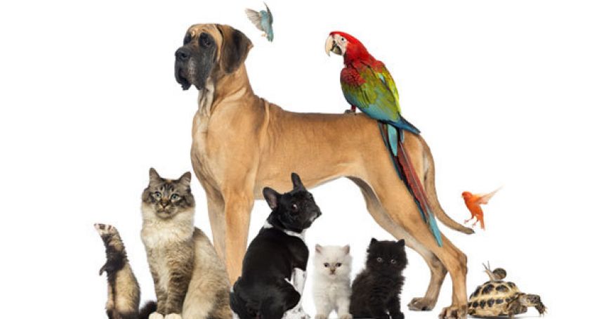 Toate animalele de companie din Chişinău vor fi înscrise într-un registru electronic