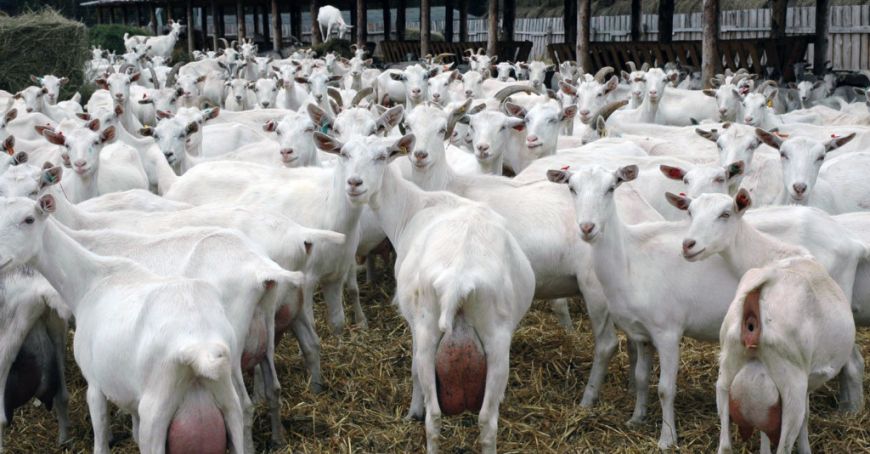 Seceta ameninţă sectorul zootehnic din Republica Moldova: Fermierii nu au cu ce hrăni animalele (VIDEO)