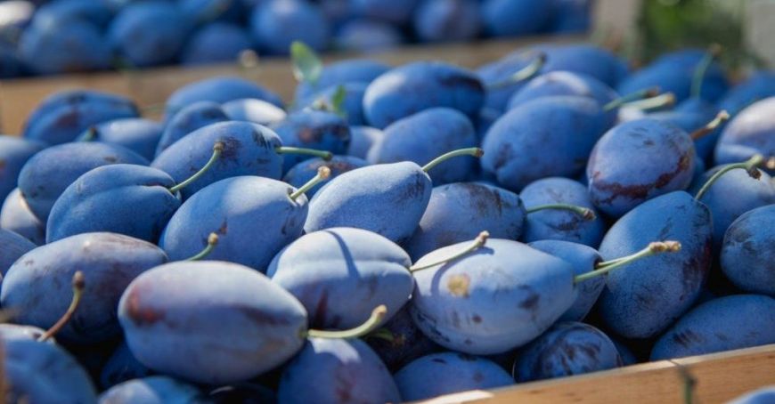 Prunele ocupă locul doi în topul celor mai exportate fructe în stare proaspătă din Republica Moldova